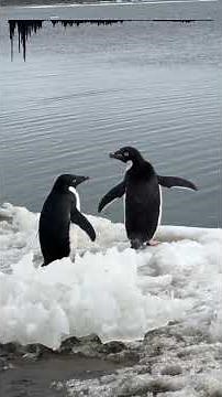 Recording Wild Adélie Penguins in Antarctica
