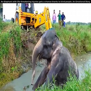 27K views · 487 reactions | The injured elephant was helped by the relief team | Elephant' Life | Facebook
