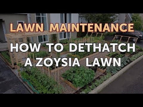 How to Dethatch a Zoysia Lawn