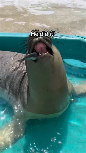 💅🏽 Very demure, very cutesy way of eating. Do you think this elephant seal patient will learn to eat on his own? Watch to find out and comment if you have any other questions! . . . .⁠ .⁠ #marinemammalcarecenter #mmcc #marinemammalcarecenterlosangeles #ocean #conservation #savetheocean #wildlife #seal #seals #animals #animal #sealion #sealions #savetheseals #elephantseal #elephantseals #animalrehab #savetheplanet #oceanconservation #wildlifeconservation #wildliferehabilitation #wildliferehab #