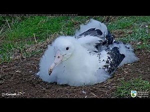 Royal Albatross Chick Get A Close Up From Cam – July 18, 2022