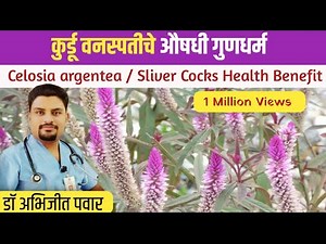 कुरडू वनस्पतीचे औषधी गुणधर्म | Health Benefits of Celosia Argentea