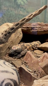 Sliding through our Reptile, Invertebrate & Amphibian Hall.🐍 | Arizona-Sonora Desert Museum