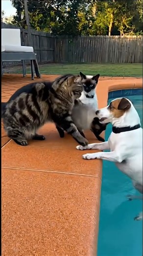 Cat Gets Angry and Pushes Dog Into Pool! 😂🐱🐶 | Ultra-Realistic Funny Moment