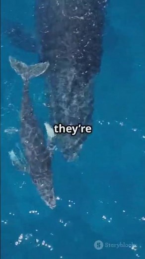 "Blue Whale Facts: Weight & Lifespan Revealed!"