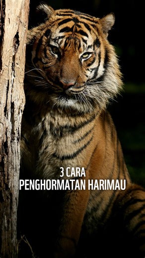 Hampir semua masyarakat Sumatra mengenal dan memahami keberadaan Harimau Sumatra. Khususnya di Sumatra Barat, masyarakat memiliki hubungan erat dengan harimau yang telah mempengaruhi berbagai aspek kehidupan, budaya, dan pandangan. Hal ini merupakan bagian penting dalam konservasi harimau. Terdapat beberapa hal yang dipercayai masyarakat Sumatra Barat sebagai bagian dari penghormatan untuk Harimau Sumatra. Gimana, kamu baru tau cara penghormatan yang mana nih? Tulis di kolom komentar, ya! Kamu j