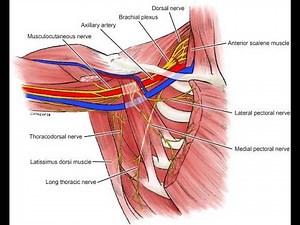 Axillary artery ; Anatomy, Origin, Course, Branches, Supply