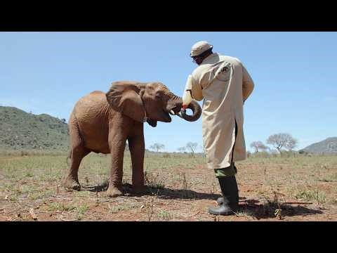 Saving Serenget: Meet Our Newest Voi Kid, Shot in Human-Wildlife Conflict | Sheldrick Wildlife Trust