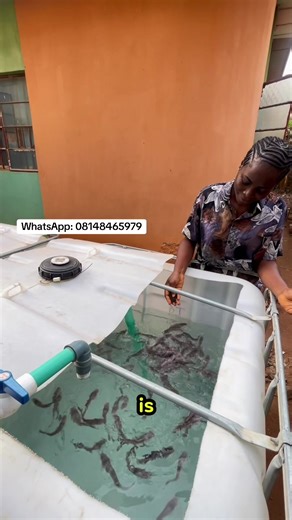 Catfish Farming Training: Join Us Next Week Online