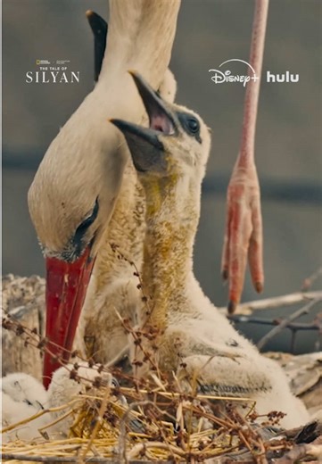 White Storks: Unique Communication Through Bill Clattering