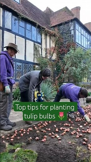 Follow these easy tips to plant up tulip bulbs for a colourful spring display 🌷 #flowergardening