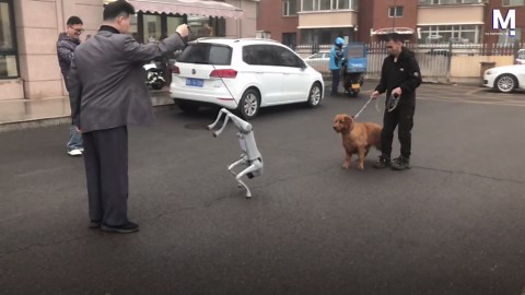 Dog was not ready to meet robot dog