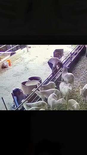 #😂😂😂 #funnycontent #funny #funnyvideos #fyp