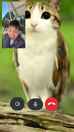 Omg my cat call me #popular