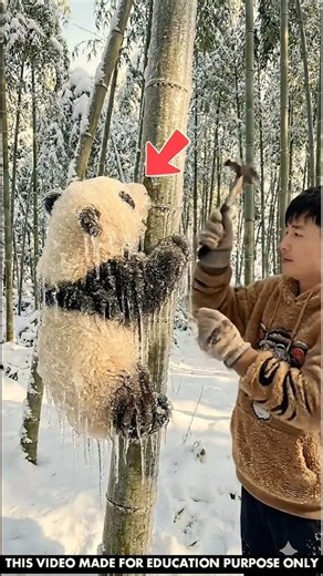 Building Wooden Log Cabin in Forest 🌲🎈 | Survival House Step by Step"8 #shorts #amazingfacts