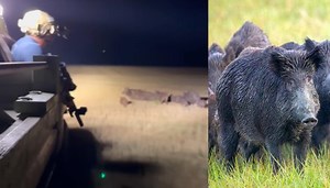 Feral Hog Massacre Video | Know Your Meme