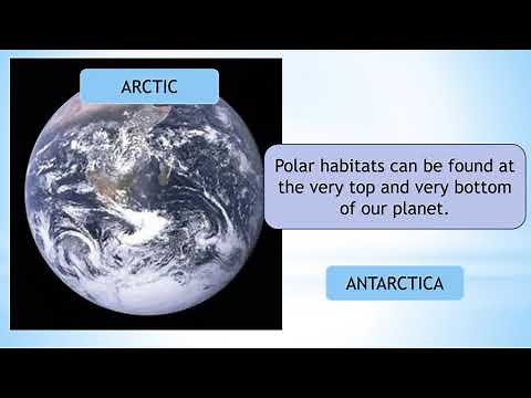 Polar Habitats Explained | Learn About Arctic and Antarctic Animals | Hands-On Education