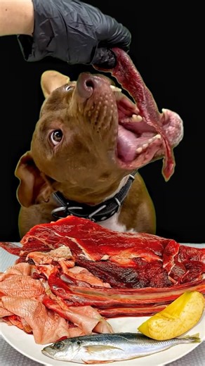 Best of Pitbull Eating Sounds #asmr