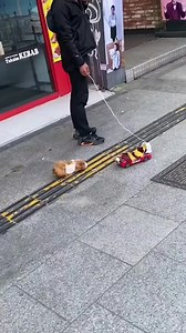 20M views · 353K reactions | My friend, Mary, sent me this video & it's too cute not to share! It's beautiful because it shows how much the guinea pig trusts their fur parent. The blinking light also ensures that people will see them (safety first). Also, the piggy willingly jumps in on their own, they're not being forced. Genius! Credit to: @pawsomepets on TikTok & @guineapig_gram__ | The Michigan Paw | Facebook