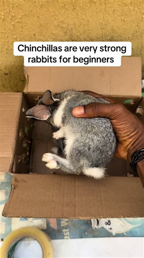 Chinchillas are very strong rabbits for beginners #rabbitlove #creatorsearchinsights #fyppppppppppppppppppppppp #bunnyfun