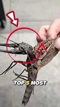 TOP 5 MOST POISONOUS ANIMALS ON THE PLANET.. #shortsviral #shorts #WildlifeShorts #PoisonousAnimals