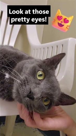 Elwood the Sweet Gray Shelter Cat's Soft Little Nuzzle Moment🩶