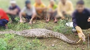 Ekel-Alarm! : Python verschlingt Antilope am Stück