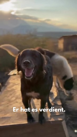 ✨💙Herzenshund Captain Nemo sucht dringend sein Zuhause 🏠 …er wartet bereits 3 Jahre- lasst uns ihm endlich Hoffnung schenken😓💔 Nimm dir kurz Zeit und schau dir die Geschichte von Captain Nemo an! Dieser tolle Herzenshund warte schon so lange auf seine Chance! 💙 Über Captain Nemo: 🐶 Geboren: 07/2022 🐶 Kastriert 🐶Schulterhöhe ca. 60 cm 🐶 Seit Oktober 2022 im Shelter Captain Nemo kam bereits als Welpe ins Shelter und wartet seitdem auf seine große Chance💔 Er ist ein ausgeglichener und ver