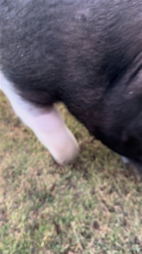 Dunkie Bunk’s Crew on Instagram: "Dunkin is a barrow, a castrated male pig. 😊 #fyp #americarunsondunkin #dunkintheretiredshowpig"