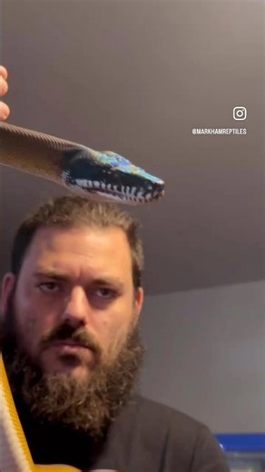 Midas - Northern White Lipped Python