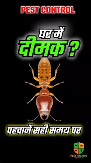 घर में दीमक की पहचान कैसे करें ? जानिये | Termite Signs | #pestcontrol #termitecontrol #facts