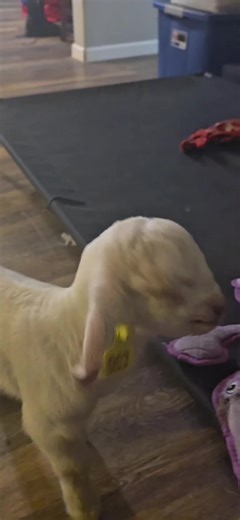 Evening Goat kid shenanigans part 2... 01/14/26 #boergoats #goatkids