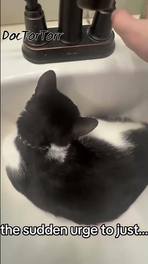 Half Life SFX Cat 4 #memes #hl #cat