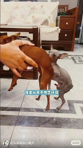Dog Mating: A Comprehensive GuideI. Understanding 😀 #dogcognition
