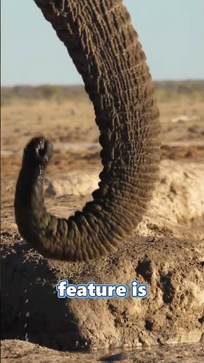 You Won't Believe How Strong an Elephant's Trunk Is! 🐘 #science #shorts #wildlife