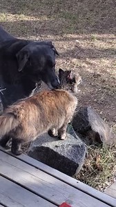 Info Licensor Dog Bro Bathes Kitty | Editorial Video | 12940212a | Shutterstock Editorial