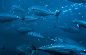 Hot tuna: bluefins carry Fukushima isotopes across the Pacific