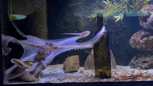 4K views · 94 reactions | Earlier you saw our tortoises enjoying a healthy fruit salad for #SundayBrunch. Now, however, Delta the octopus is focusing on different nutritional needs. ❤️ | Marineland Dolphin Adventure | Facebook