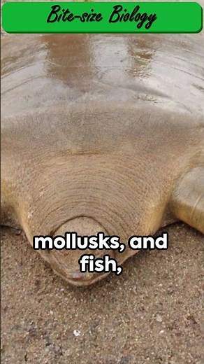 Cantor's Softshell Turtle: The Hidden Giant