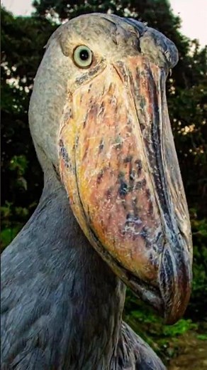 A Bird From the Dinosaur Age (Shoebill Stork)
