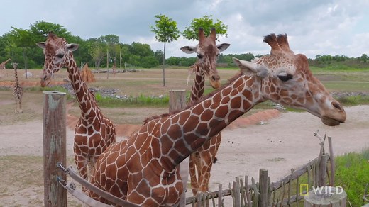 Kipawa the giraffe enjoys a little spa day with a pedicure from the Zoo staff. | National Geographic Animals