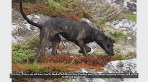 How to Properly Feed Your Plott Hound: Tips for a Healthy and Happy Dog