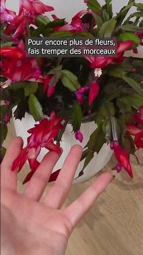 Arrose ton cactus de Noël avec cette astuce. Il fleurira à profusion !