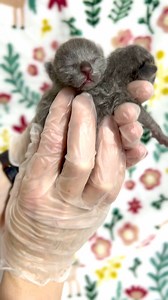 23K views · 712 reactions | Introducing Rose and Ruby! In honor of...