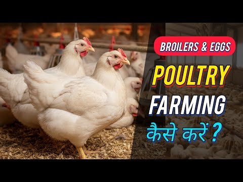 How to Start Poultry Farming in India - Hindi | Broilers and Egg Farming Guide For Begginers