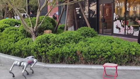 Chinese robot dog frightens golden retriever into hiding