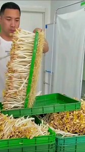 #mushrooms #hydroponics #harvest #highlights2025 #hellomgakaperfect #farming | Arlene Sosmena