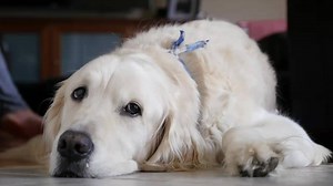 43K views · 536 reactions | If your Dog has issues with their Kidney Function, you need to watch this. | Dr. Harvey's | Facebook