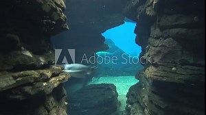 Penguins swim in an underwater cave. Penguins underwater, penguins and swimming fish at depth. Underwater filming, scuba diving. Scuba diving, underwater world of cold seas