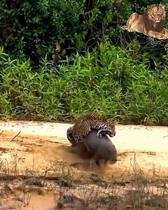 Jaguar A Real Predator | Wild Africa